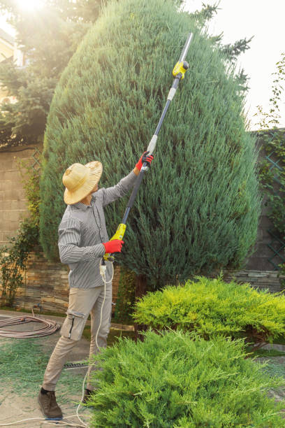 How Our Tree Care Process Works  in Prospect, OH